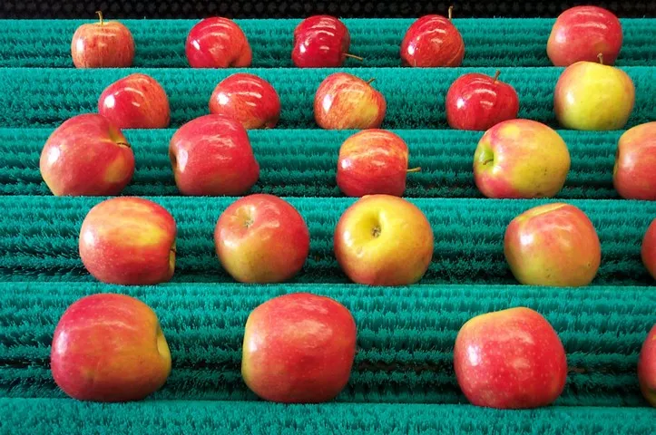 Fruit and Vegetable Cleaning Brush Manufacturer in Ahmedabad